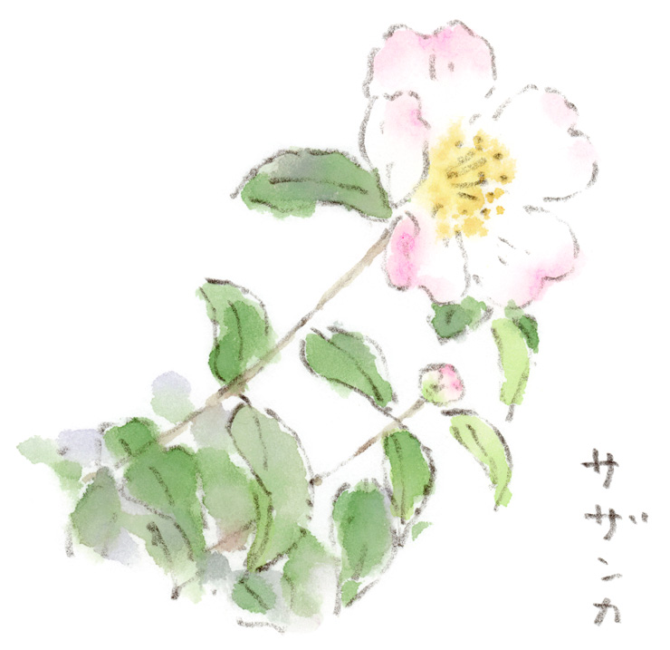 山茶花