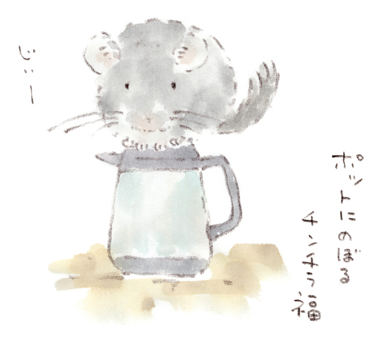 チンチラ観察、ちょっとでも高いところが好き