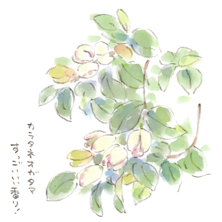 バナナの香りのする花