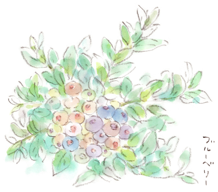 色付き始めたブルーベリー