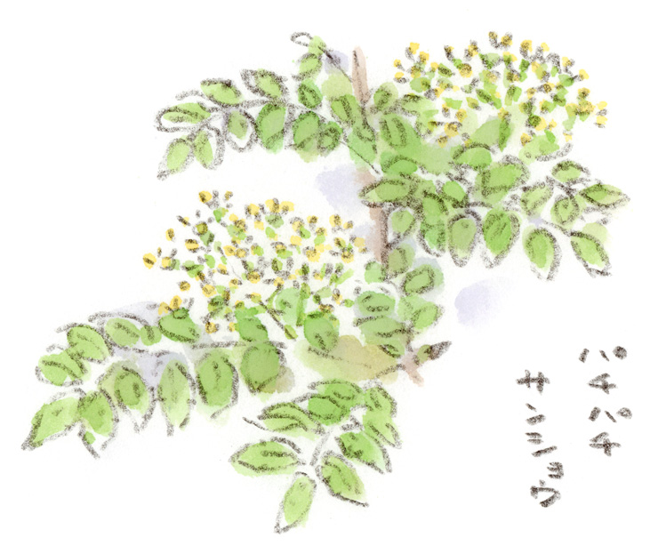 山椒の花