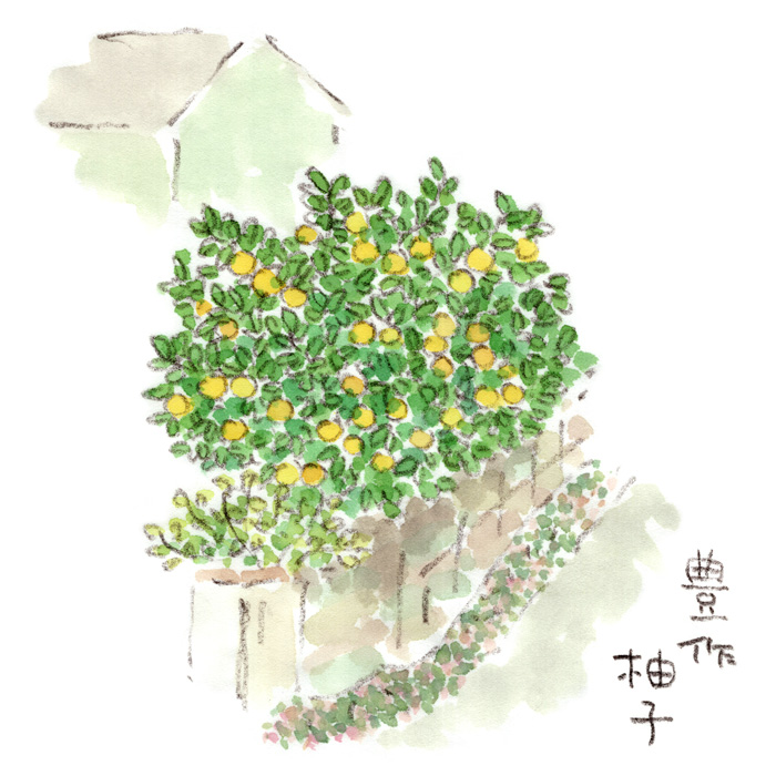 柚子の木