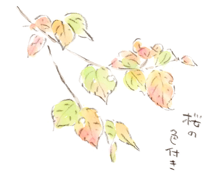 色付き始めた桜の葉