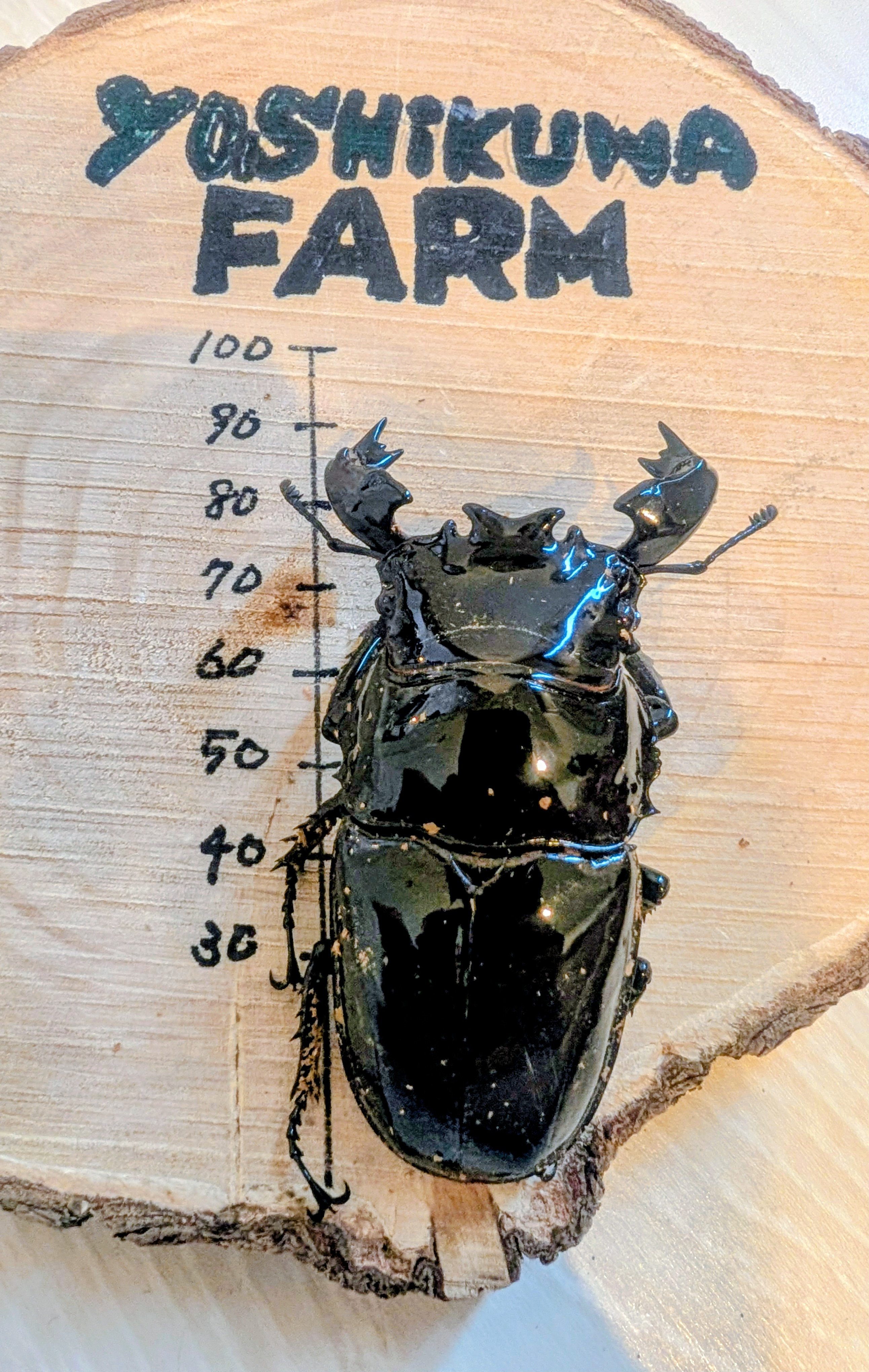 今年も出品します