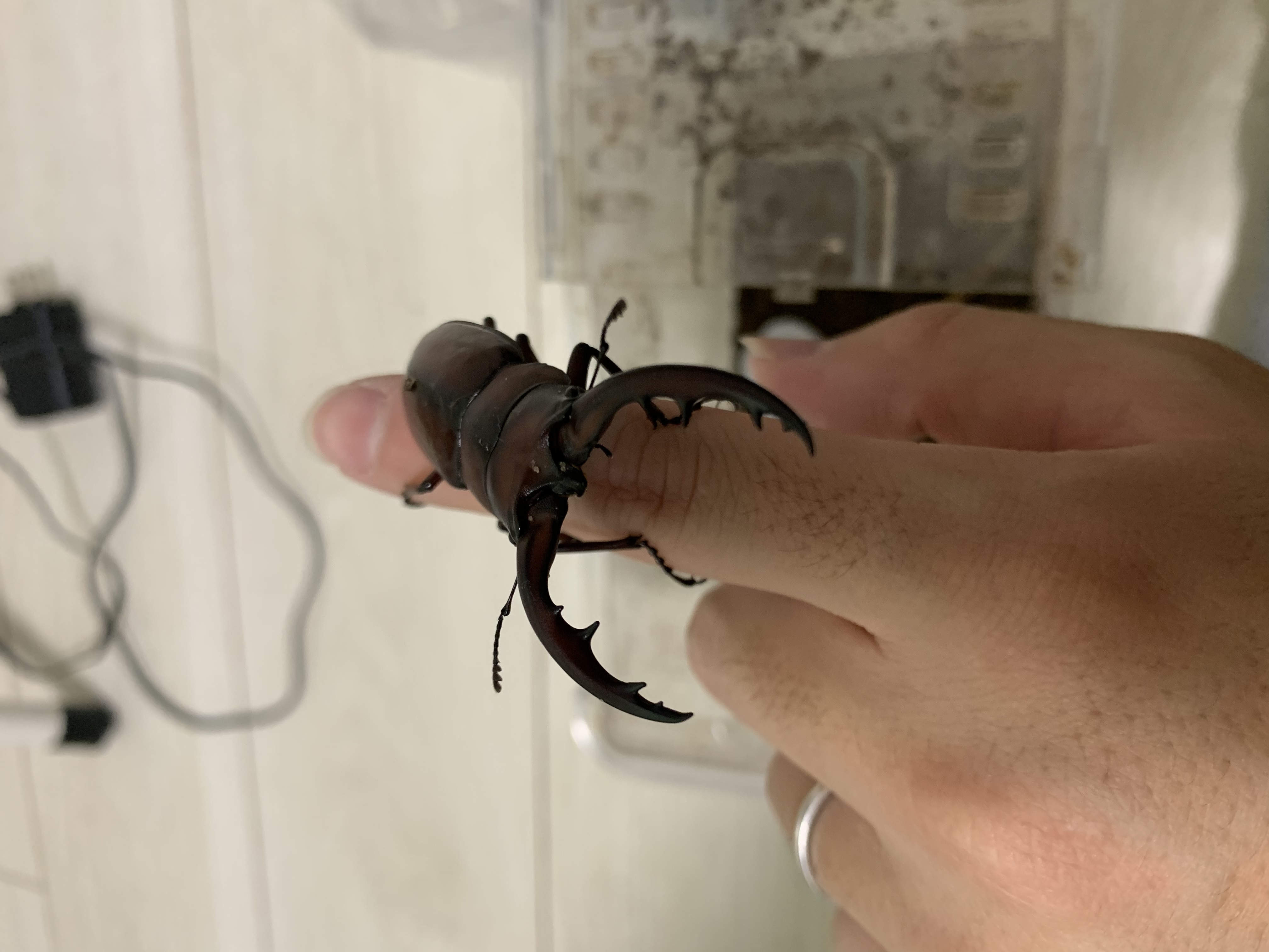 ヨシクワファームです！