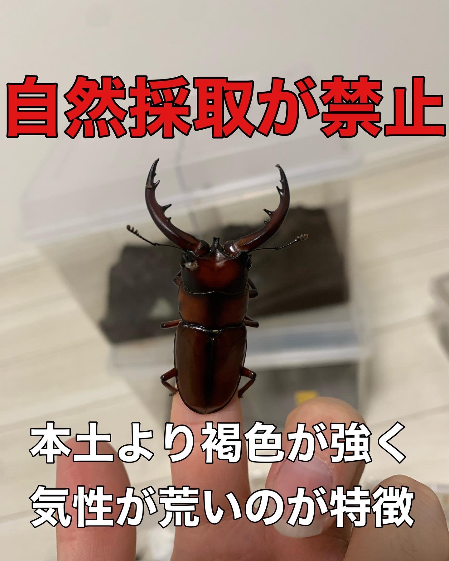 トカラノコギリ