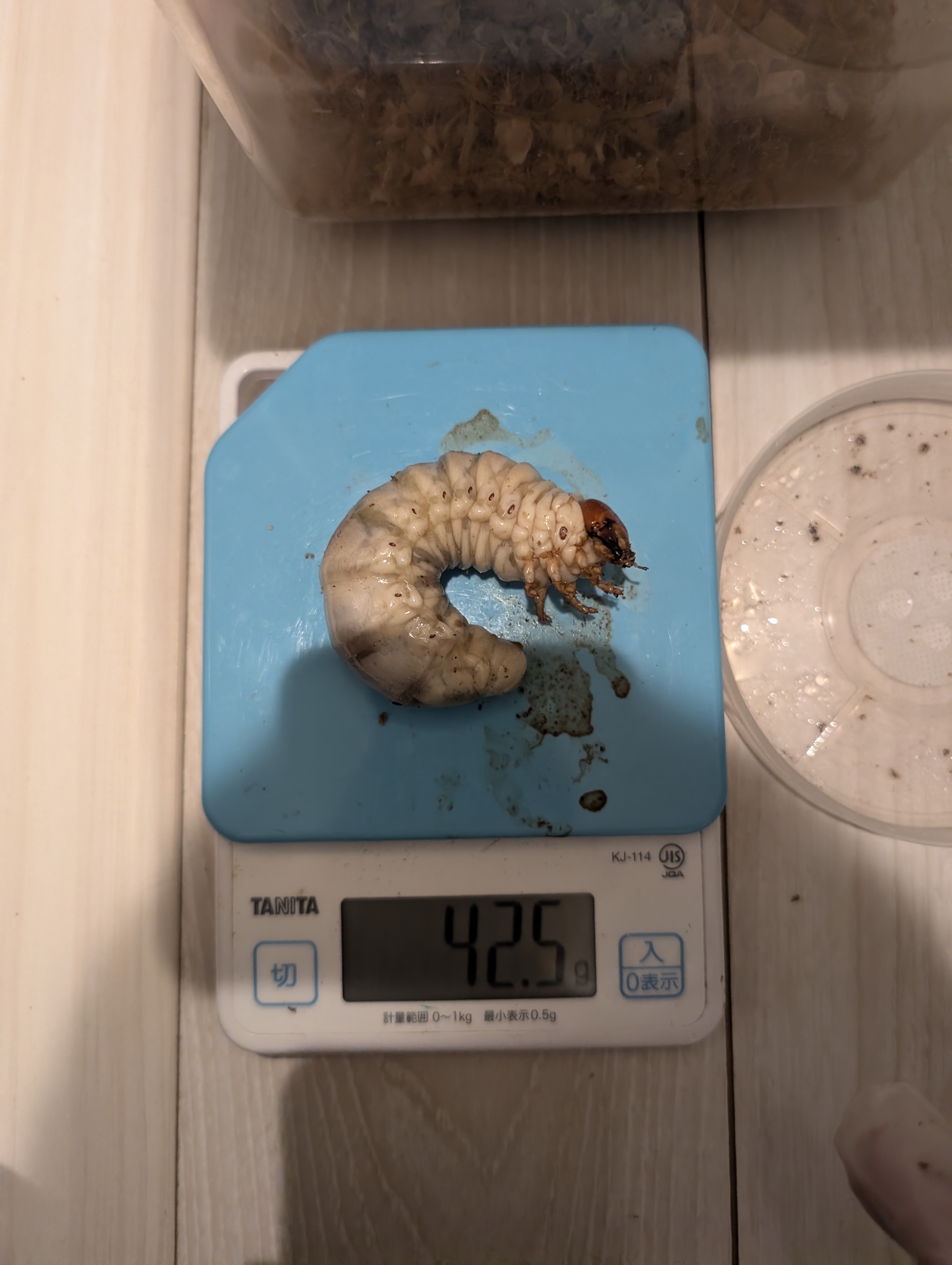 40g超え達成