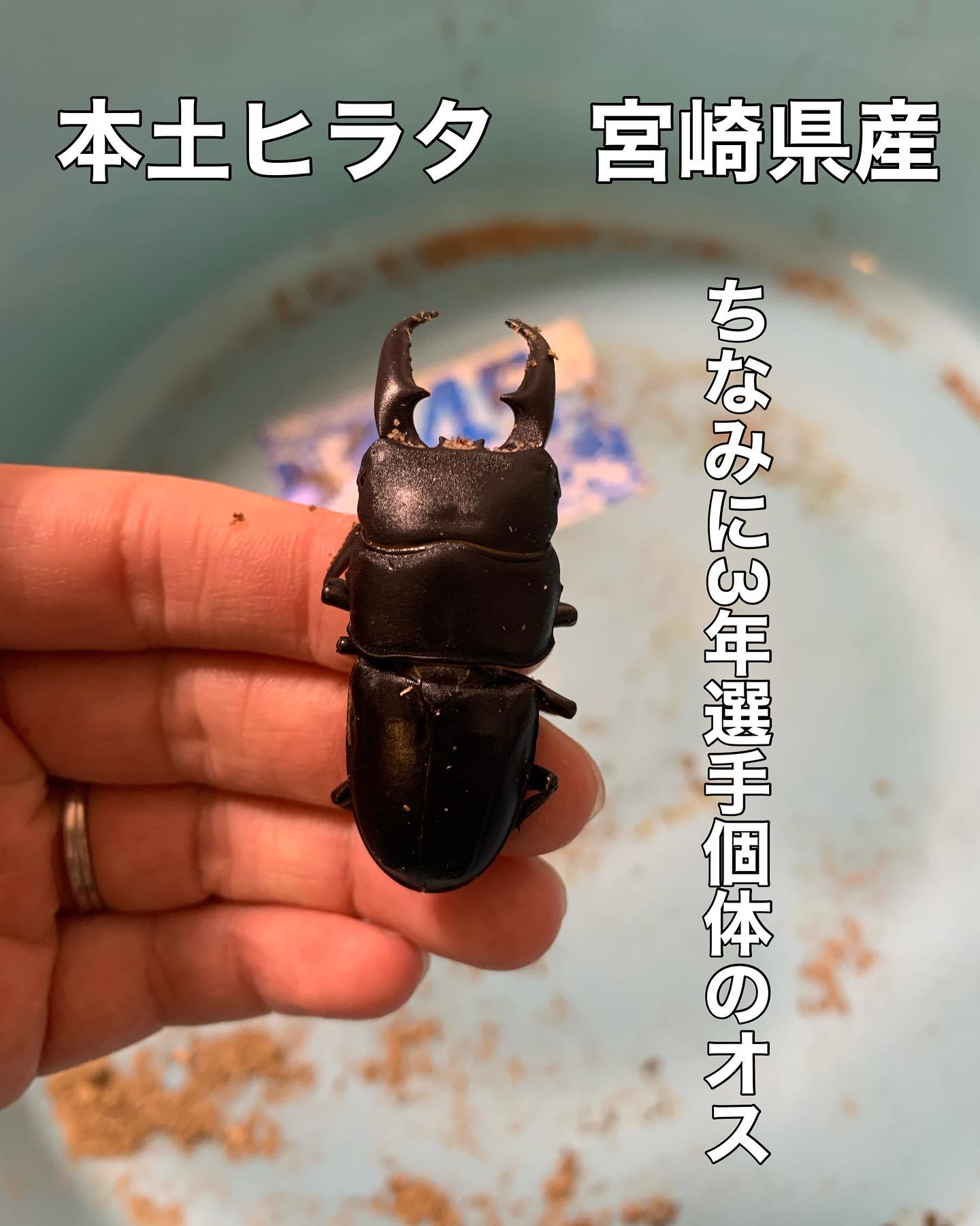 本土ヒラタ割り出し