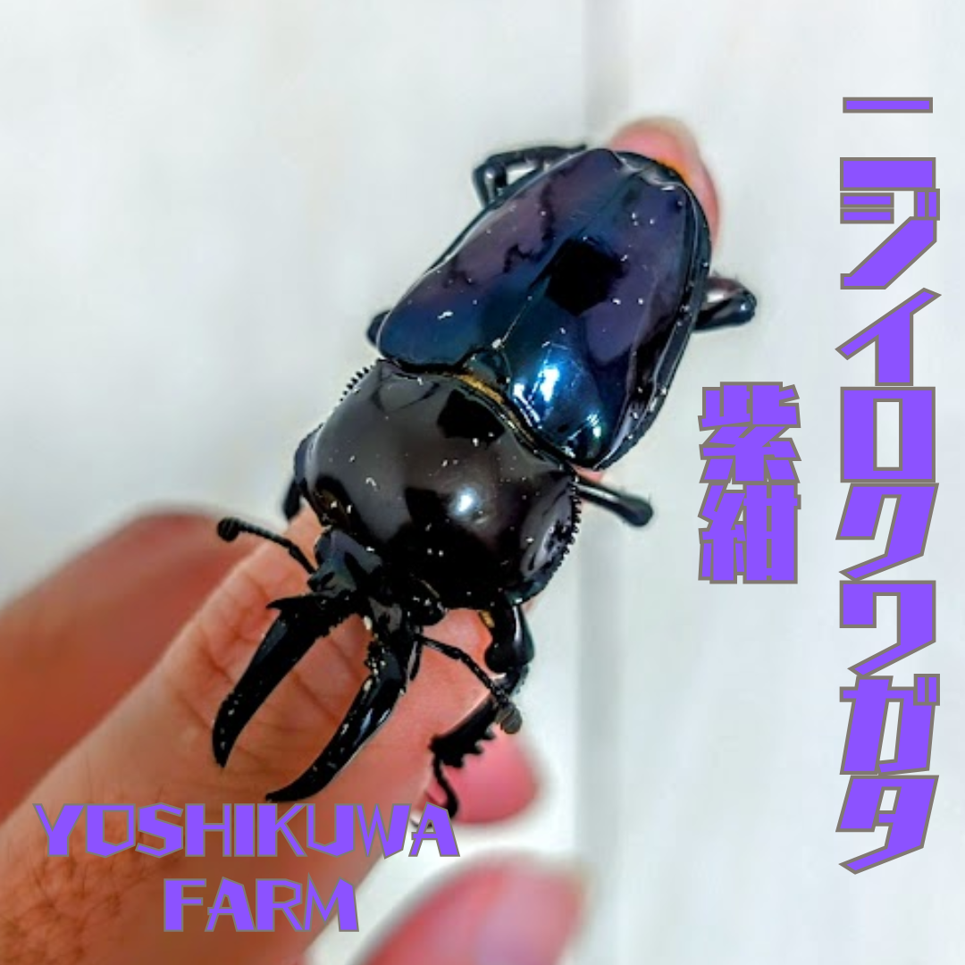ニジイロクワガタ紫紺