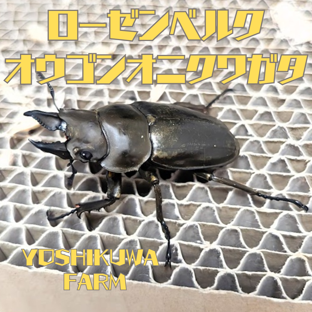 モーゼンベルクオウゴンオニクワガタ始めました