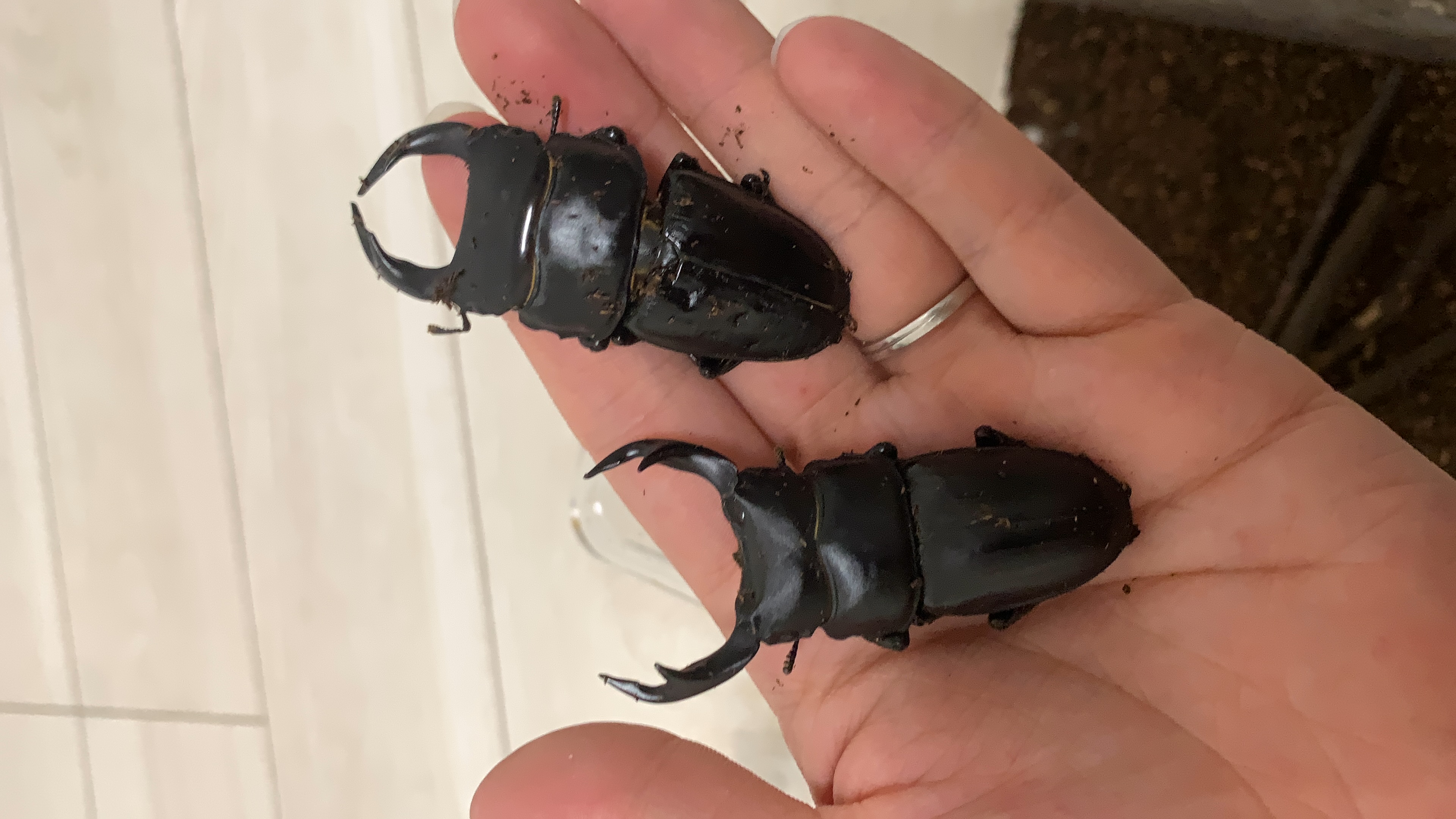 オオクワガタもいますよ