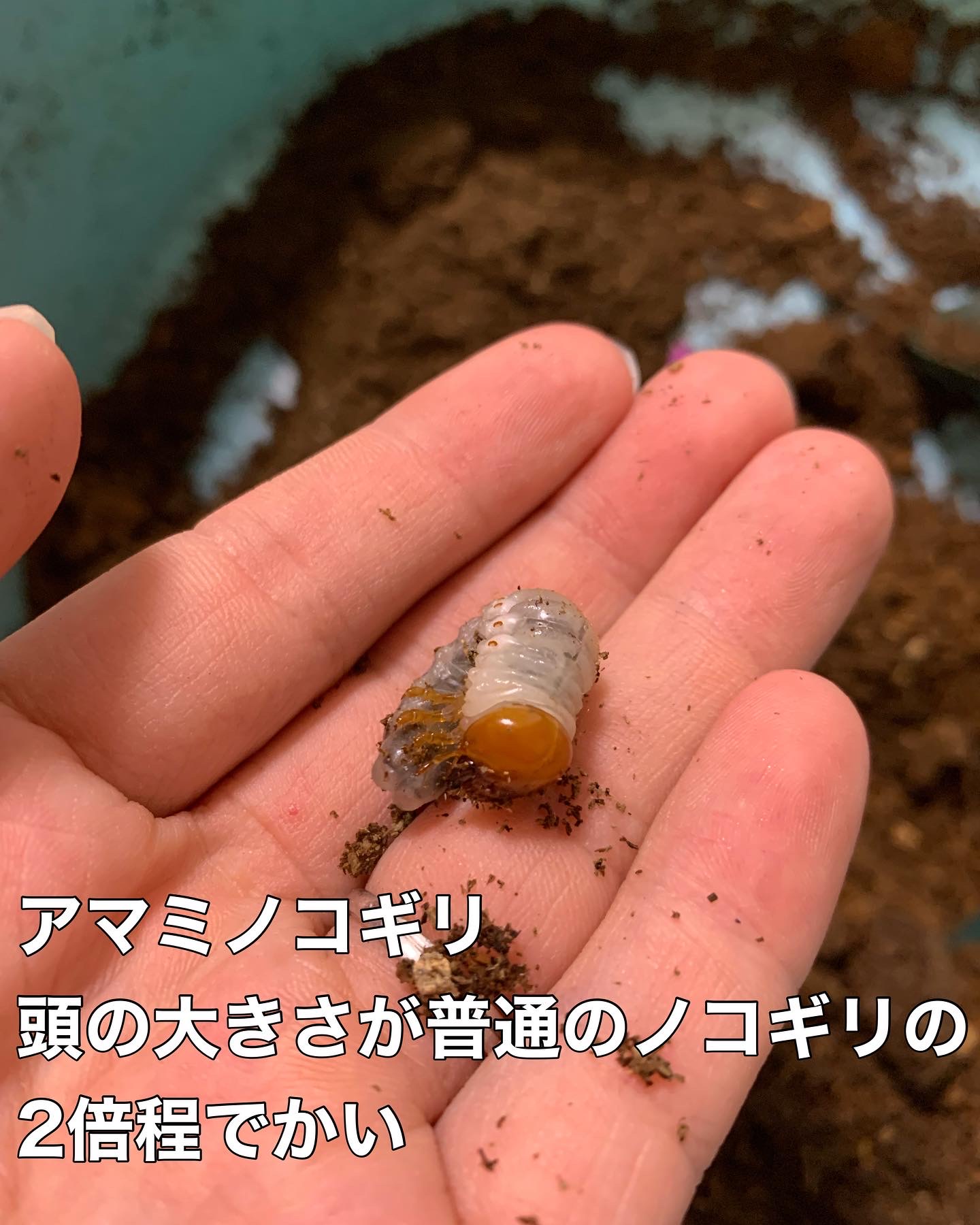 アマミノコギリ、本土ノコギリ