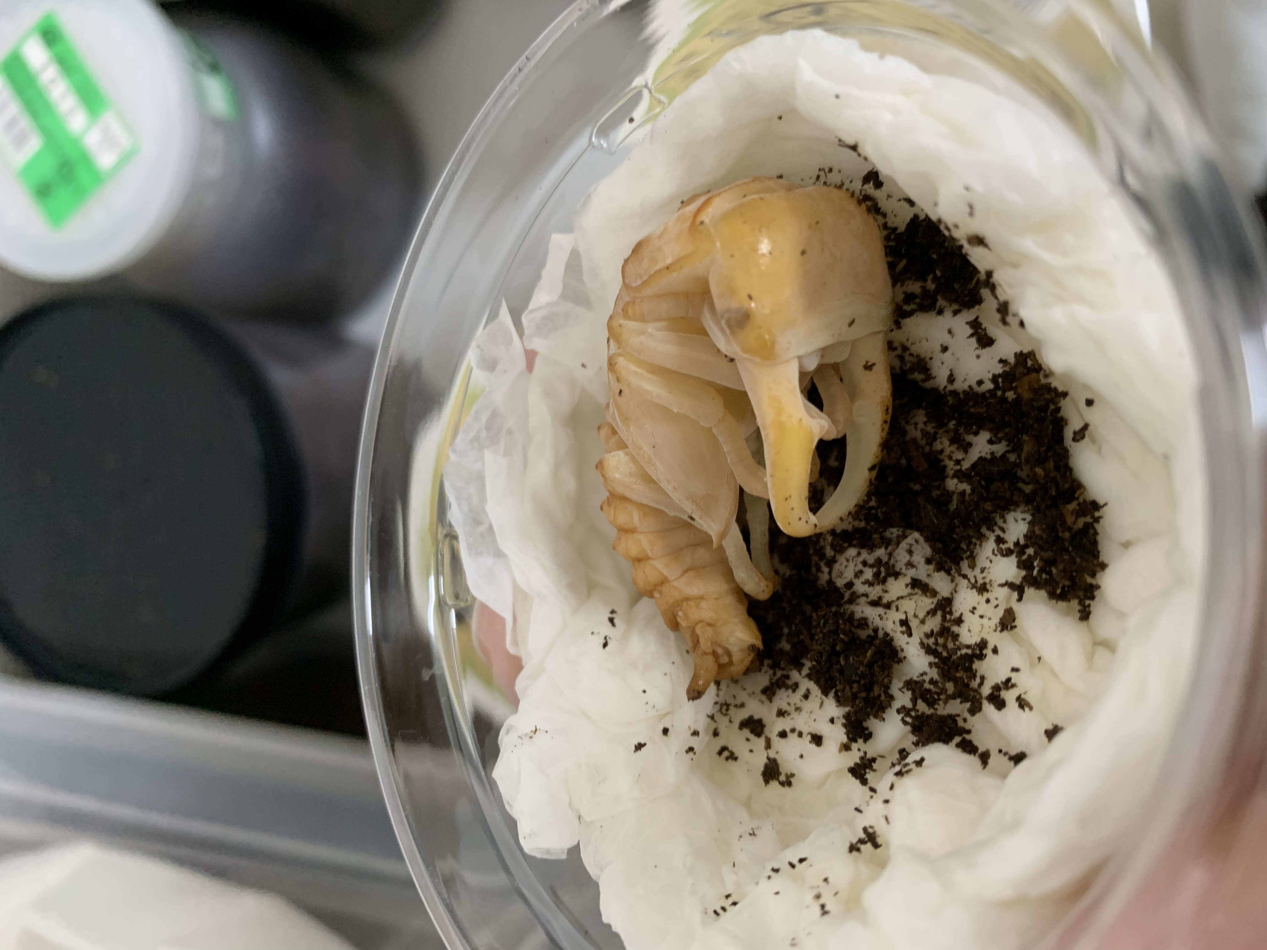 ヒラタクワガタも蛹化開始