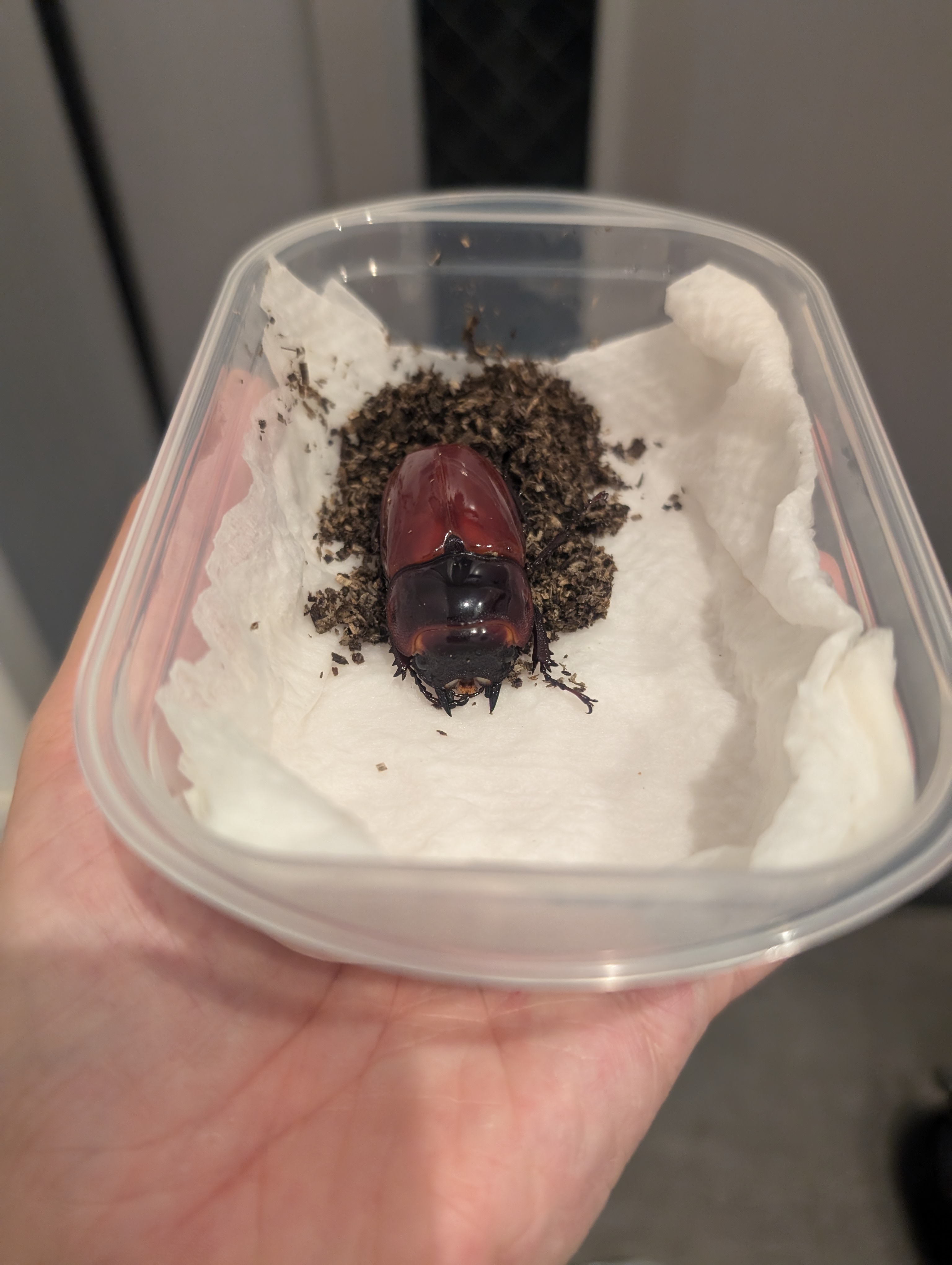 タランドゥス　メス羽化してました！？