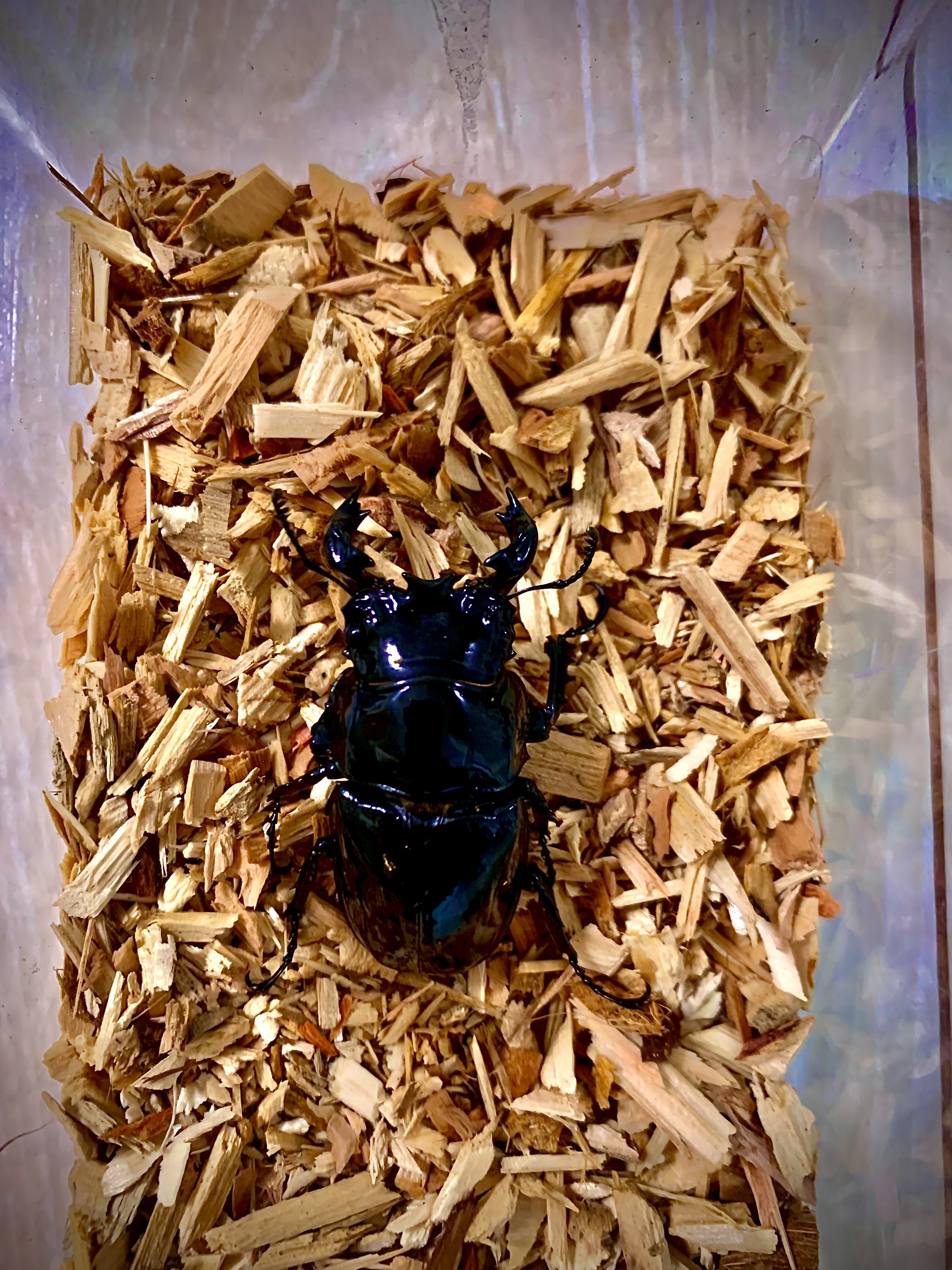 タランドゥスオオツヤクワガタ