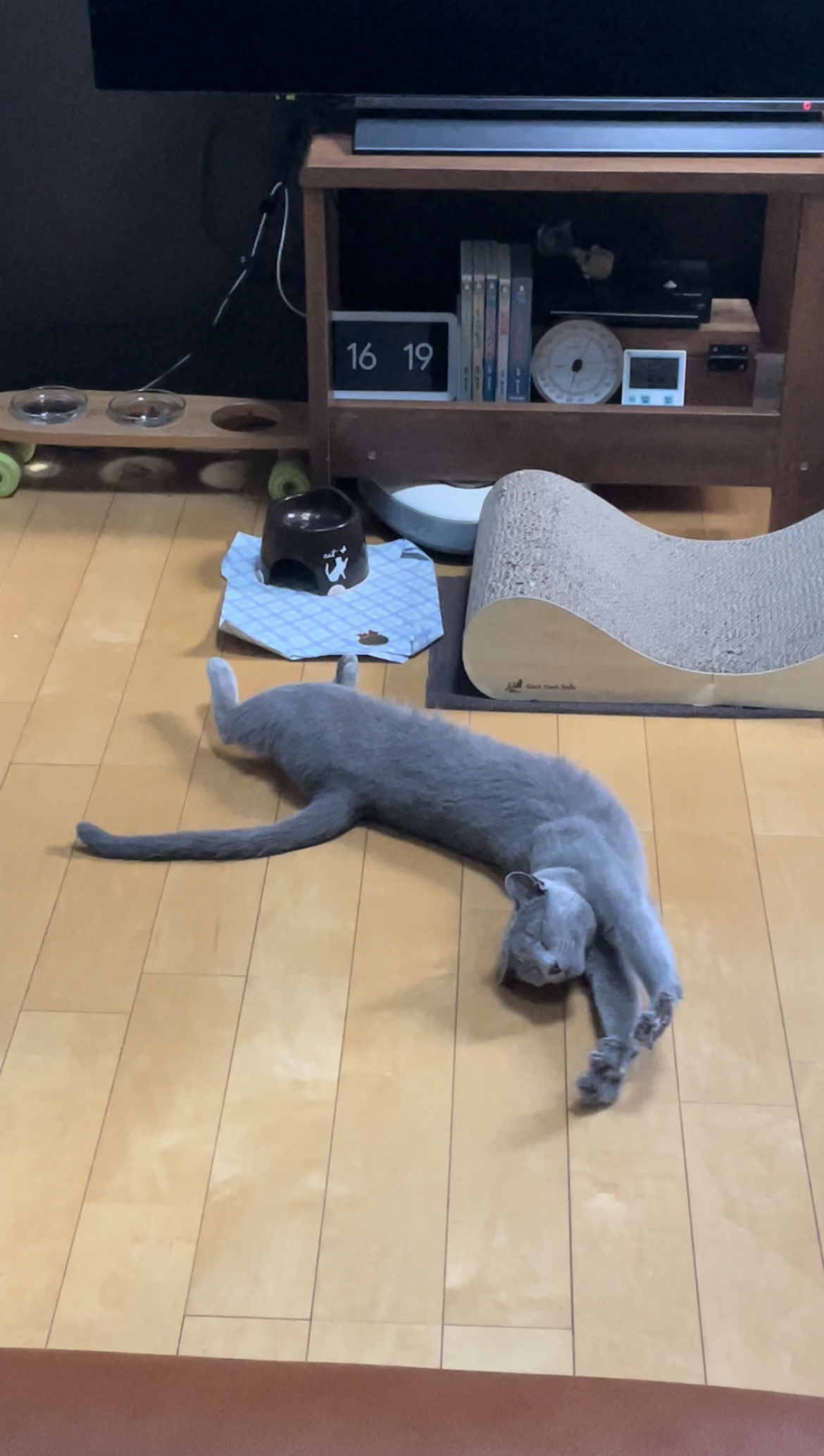 初シッター🐈‍⬛🐈‍⬛