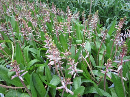 ラケナリア近況４つ　「クリスマスチアー」