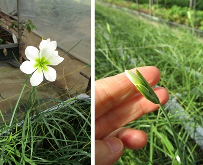 リューココリネ「緑のリューコ」　ラケナリア「トワイライト」