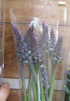 ラケナリア・ムタビリス開始　クリビア