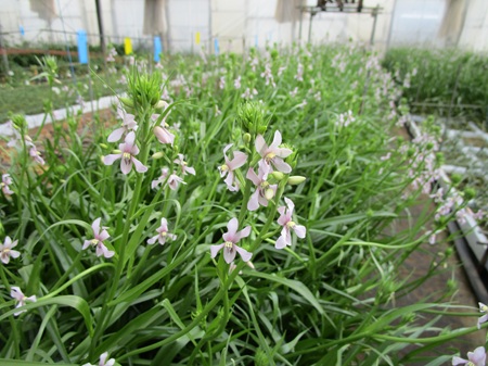 シアネラ　出蕾のレオントキールとゼフィラ　