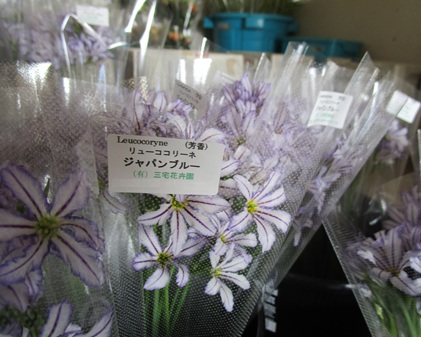 リューココリネ色々