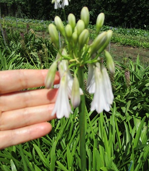 切り花ほぼ終了です