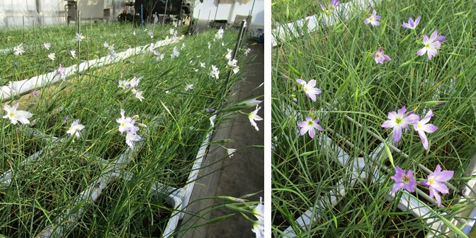 リューココリネ増加中