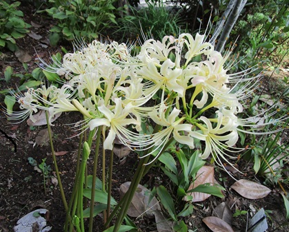 続報ベッセラ・エレガンス　ベラドンナリリー