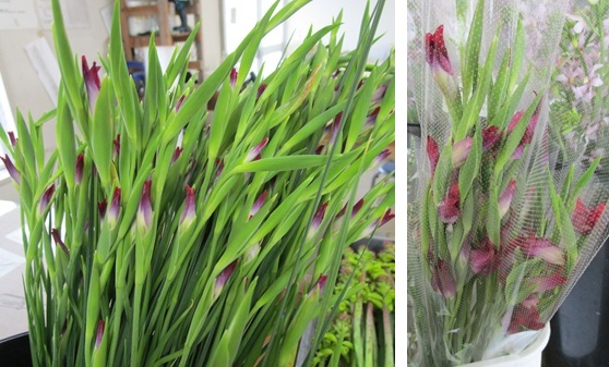 グラジオラス「ミスティローズ」　ラペロージア　ゼフィラ　レオントキール