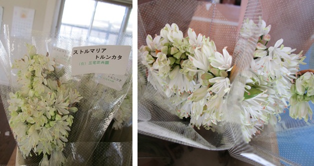 ストルマリア ラケナリア「あずき」出蕾 ネリネ生育中