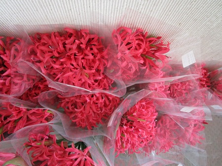 ネリネがピーク　ラケナリア「あずき」　トリトマ