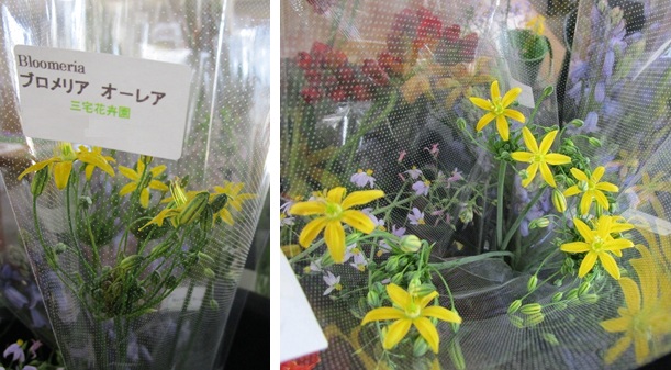 ブローメリア始まる ラペロージア再掲 シラー・カンパニュラータ