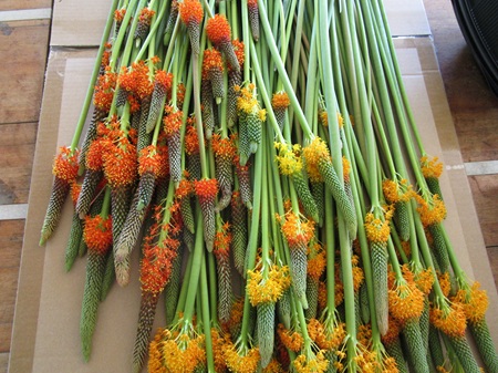 バルビネラ一気に増加　ツルバギア　チャスマンテ　