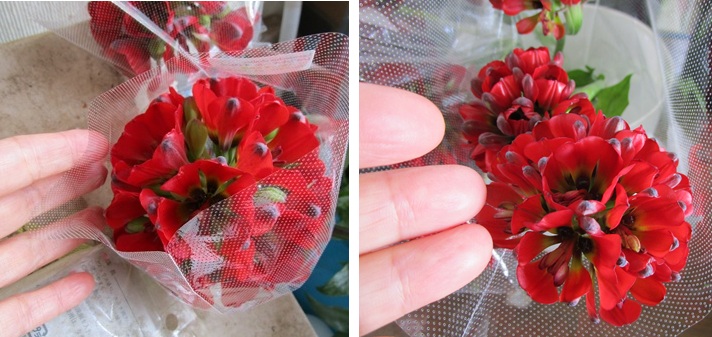 レオントキール ラケナリア アマリリスのパピリオ シアネラ