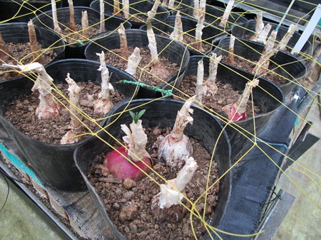 秋物が動くのを待機中