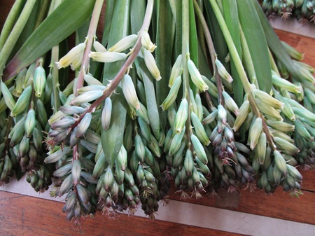 ラケナリア「クリームソーダ」開始ほか色々