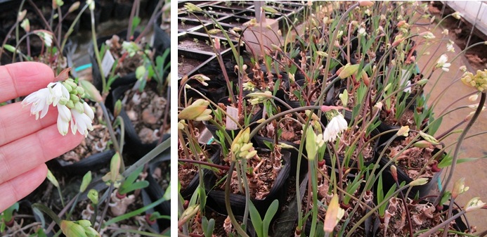 ストルマリア開花 ネリネ出蕾開始 ラケナリア生育中