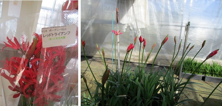 ネリネ開始　G.デレニー　トリトマ　ラケナリア「あずき」