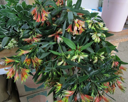 アルストロメリア　バルビネラ　ラケナリア