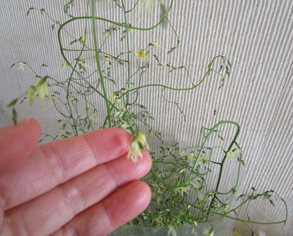 メラスフェルラ　アルストロメリア　リューココリネ