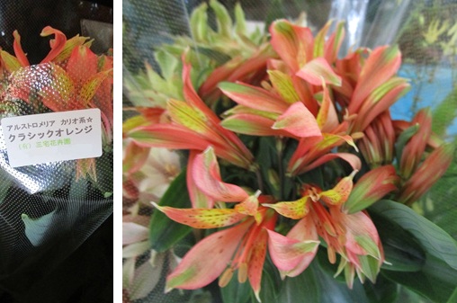 アルストロメリア 　バルビネラ　ヘスペランサ　リューココリネ「ディーセント」