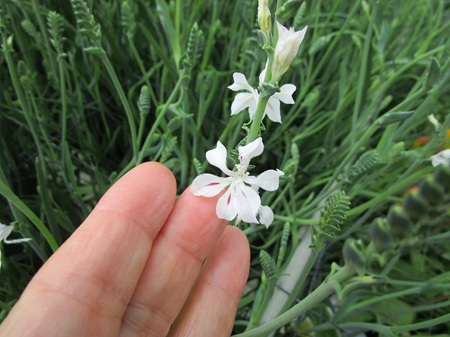 ラペロージア　シアネラ・ルテア　ラケナリア・グラウシナ