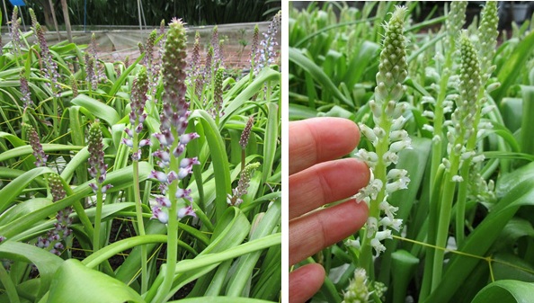 切れ始めたラケナリア・ ペルシー　トリカラー　オーレア系