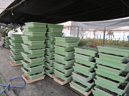 アルストロメリア　球根出荷準備　進行中