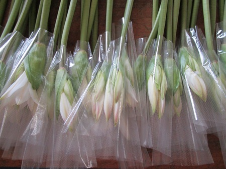 ベラドンナリリー後半戦　ベッセラ少量だけ