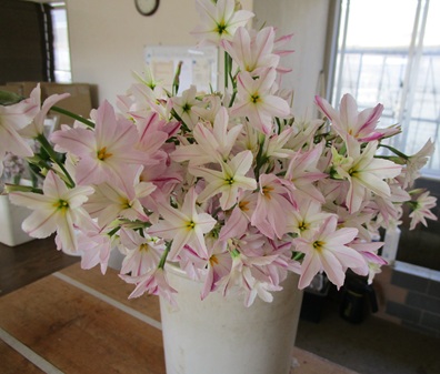 リューココリネ増えてきました