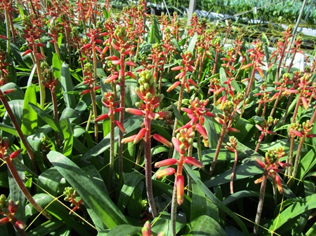 ラケナリア「トワイライト」開始