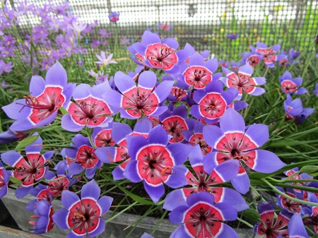 ゲイソリザ　色々