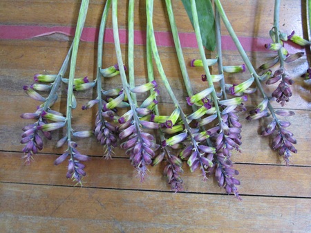 シアネラ、「クロワゾネ」、ラペロージアのヴィリディスなど