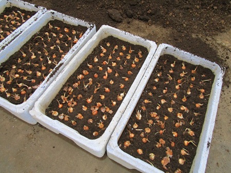 ベラドンナリリー終了　秋植え作業進行中